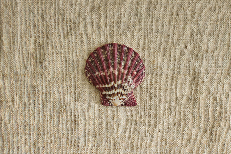 Painted Shell No. 2