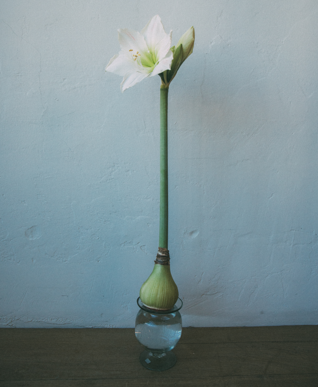 Amaryllis Bulb Kit
