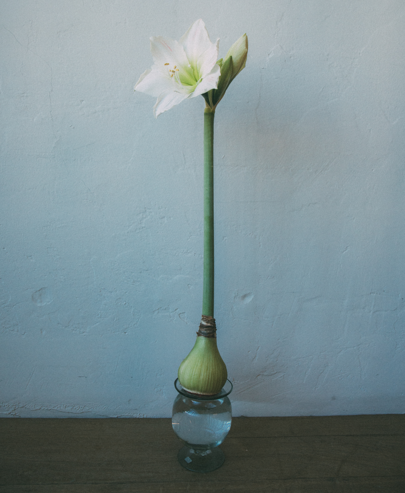 Amaryllis Bulb Kit