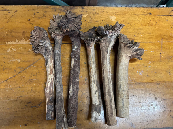 VTG TREE FUNGUS BLOSSOM
