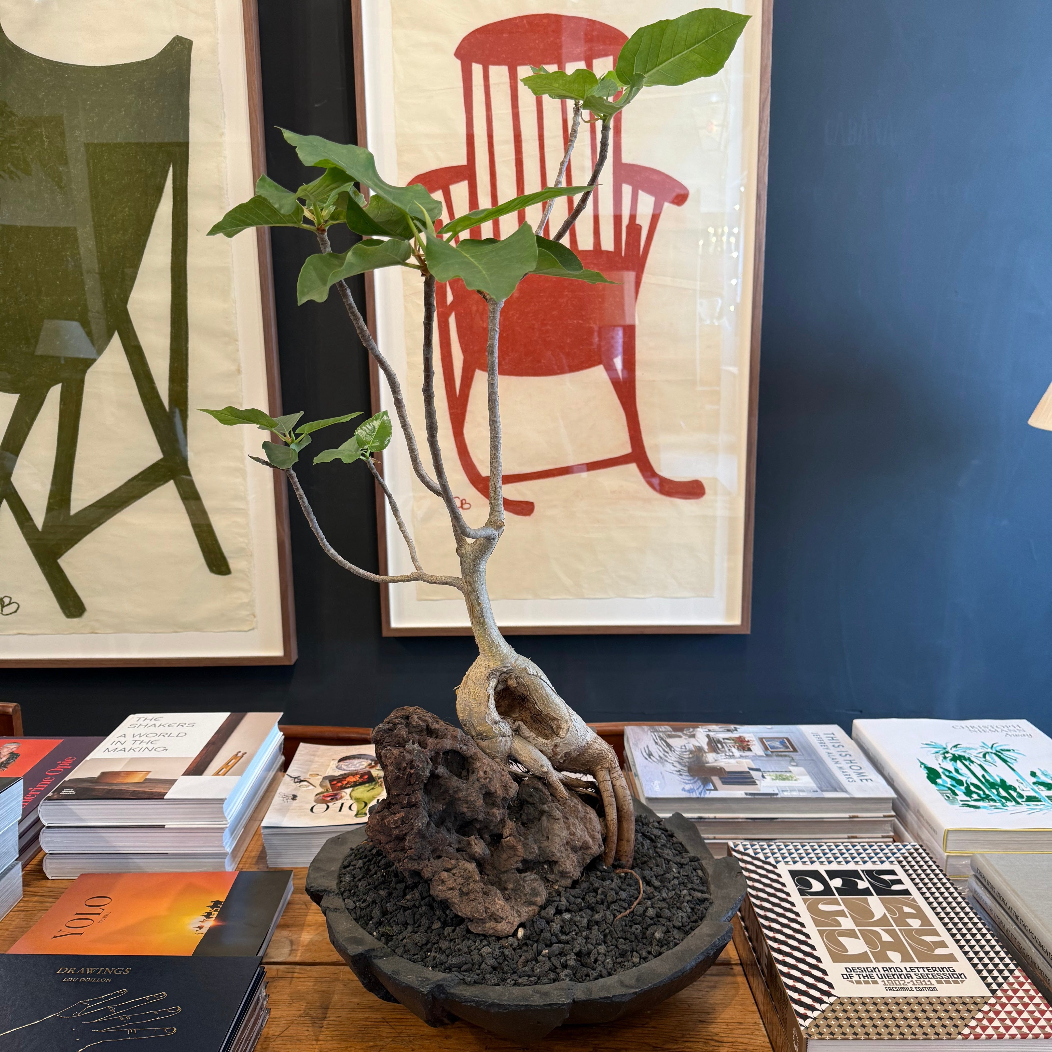 Ficus Palmeri over Rock in Jonathan Cross Bronze Bowl