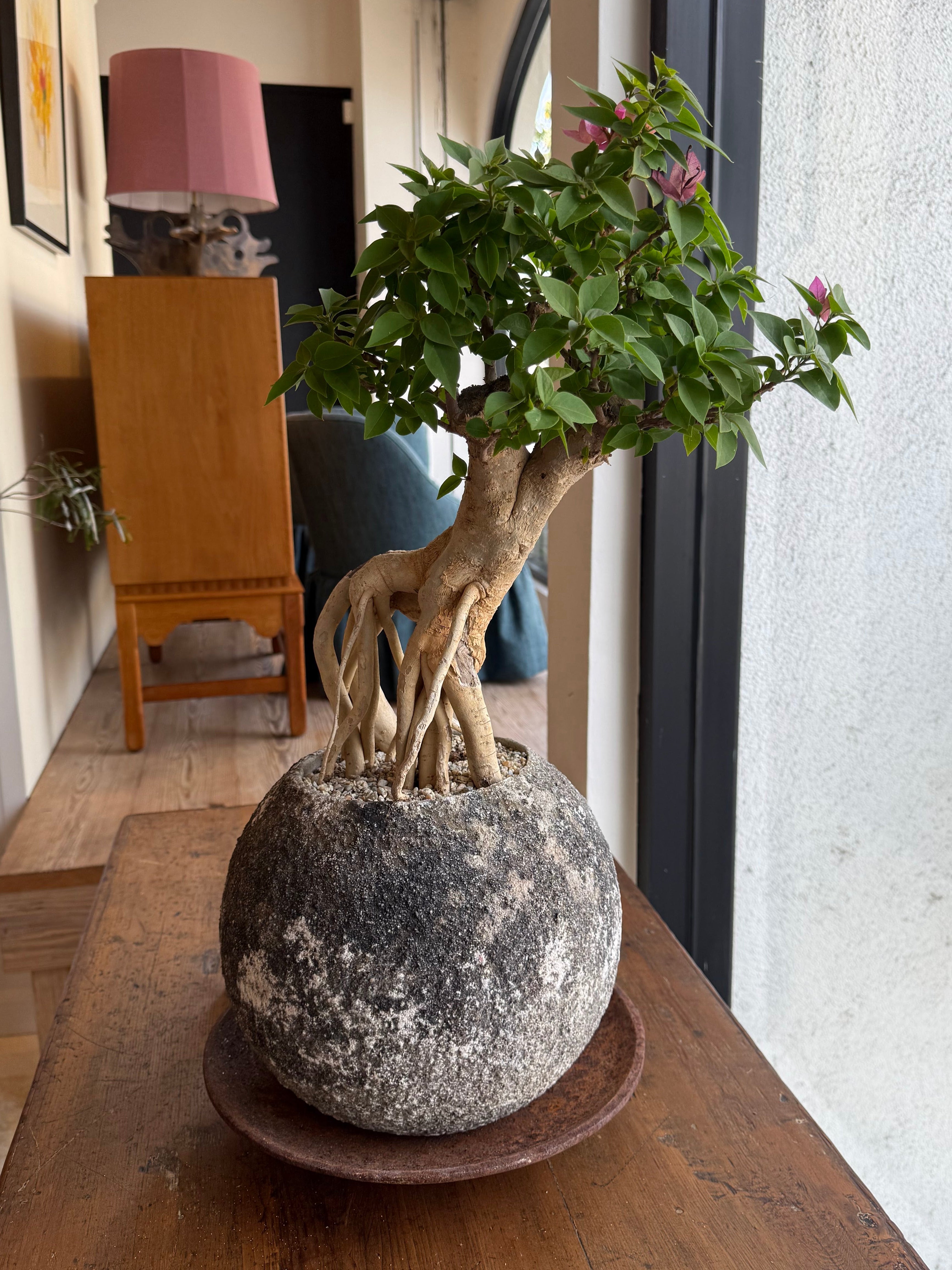 Bougainvillea Spectabilis Bonsai in Vintage French Concrete Ball Planter
