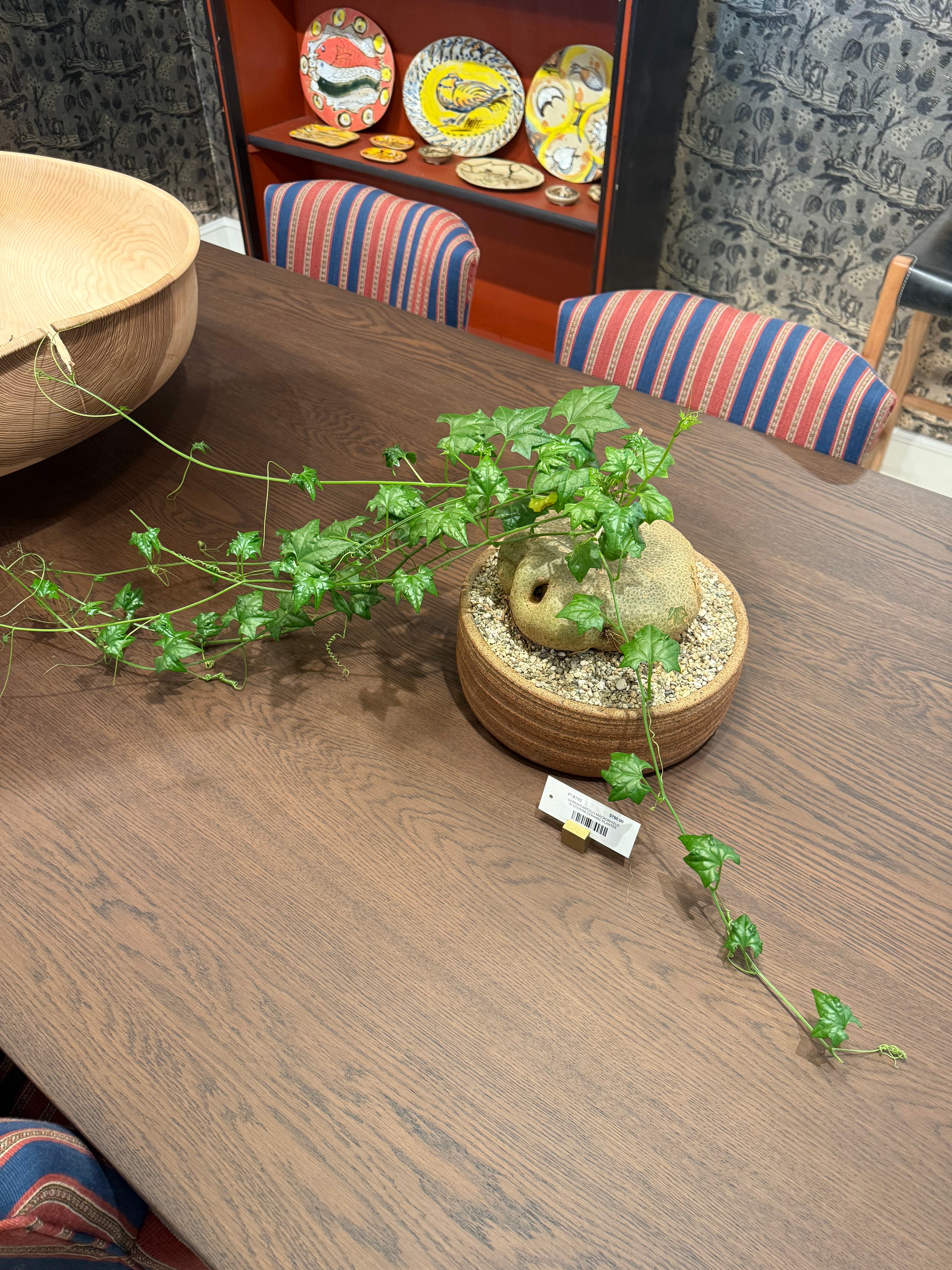 Gerrardanthus Macrorhizus in Sombra Ceramic Planter
