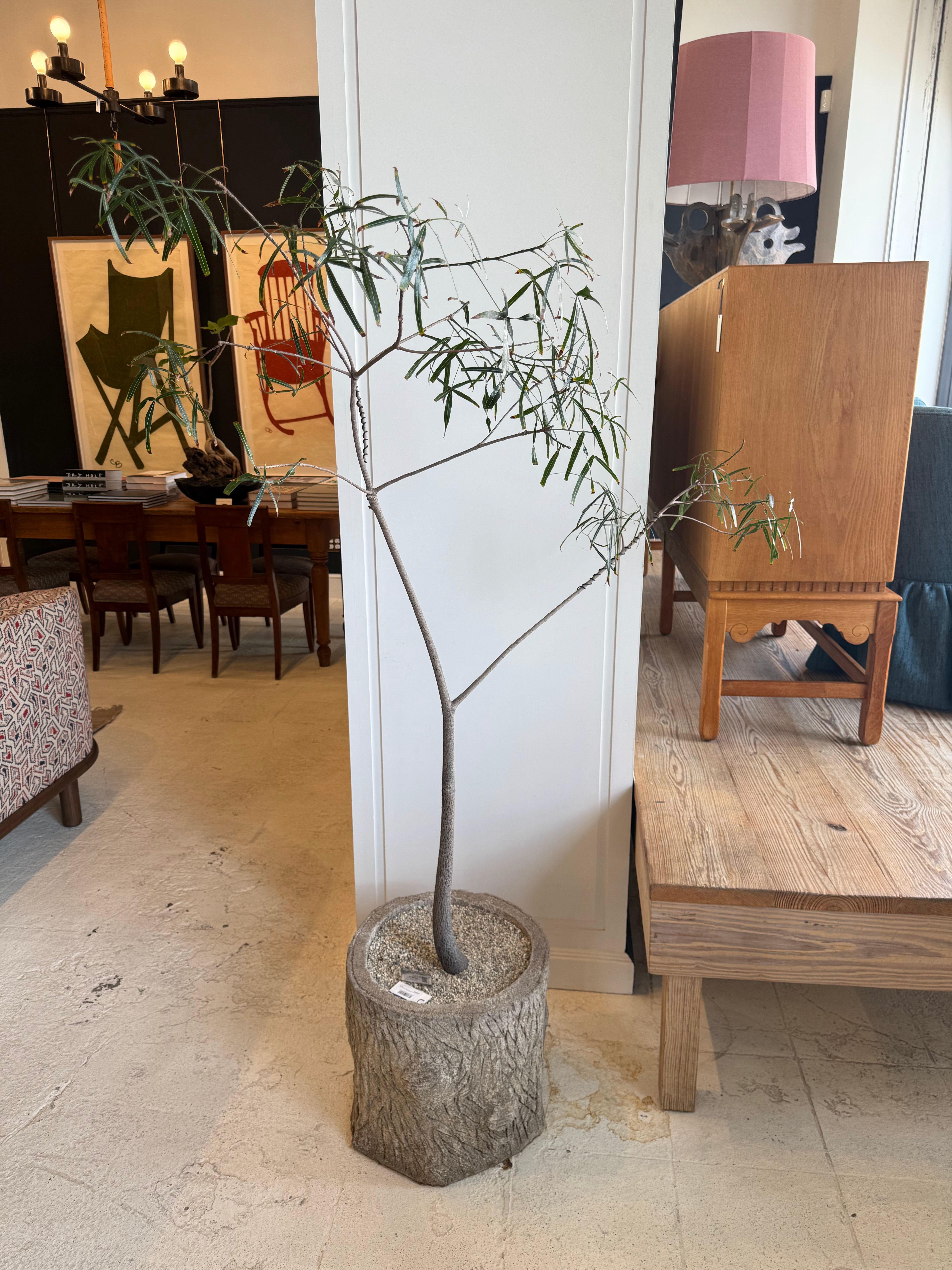 Sculptural Brachychiton in Antique French Foi Bois Planter