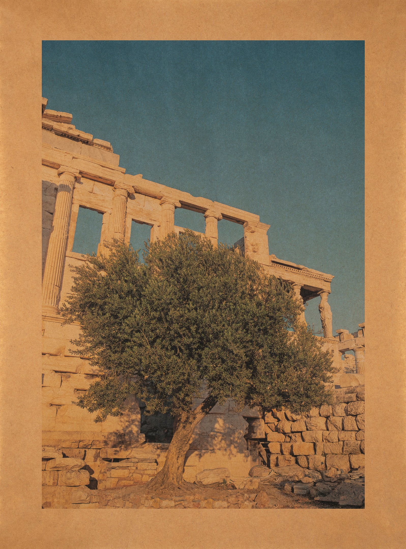 Moria Elia, Athena's Olive Tree