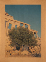 Moria Elia, Athena's Olive Tree