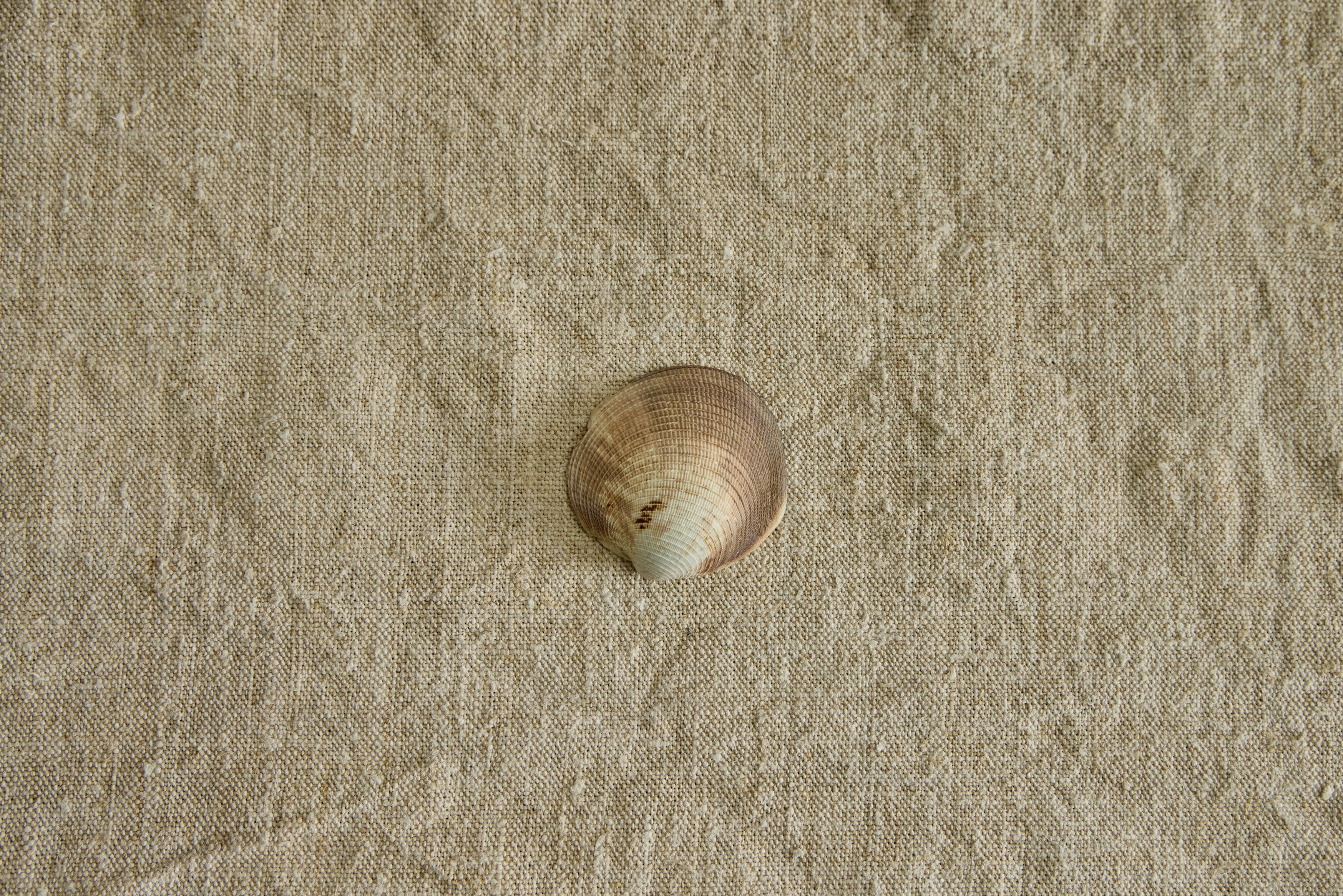 Painted Shell No. 5