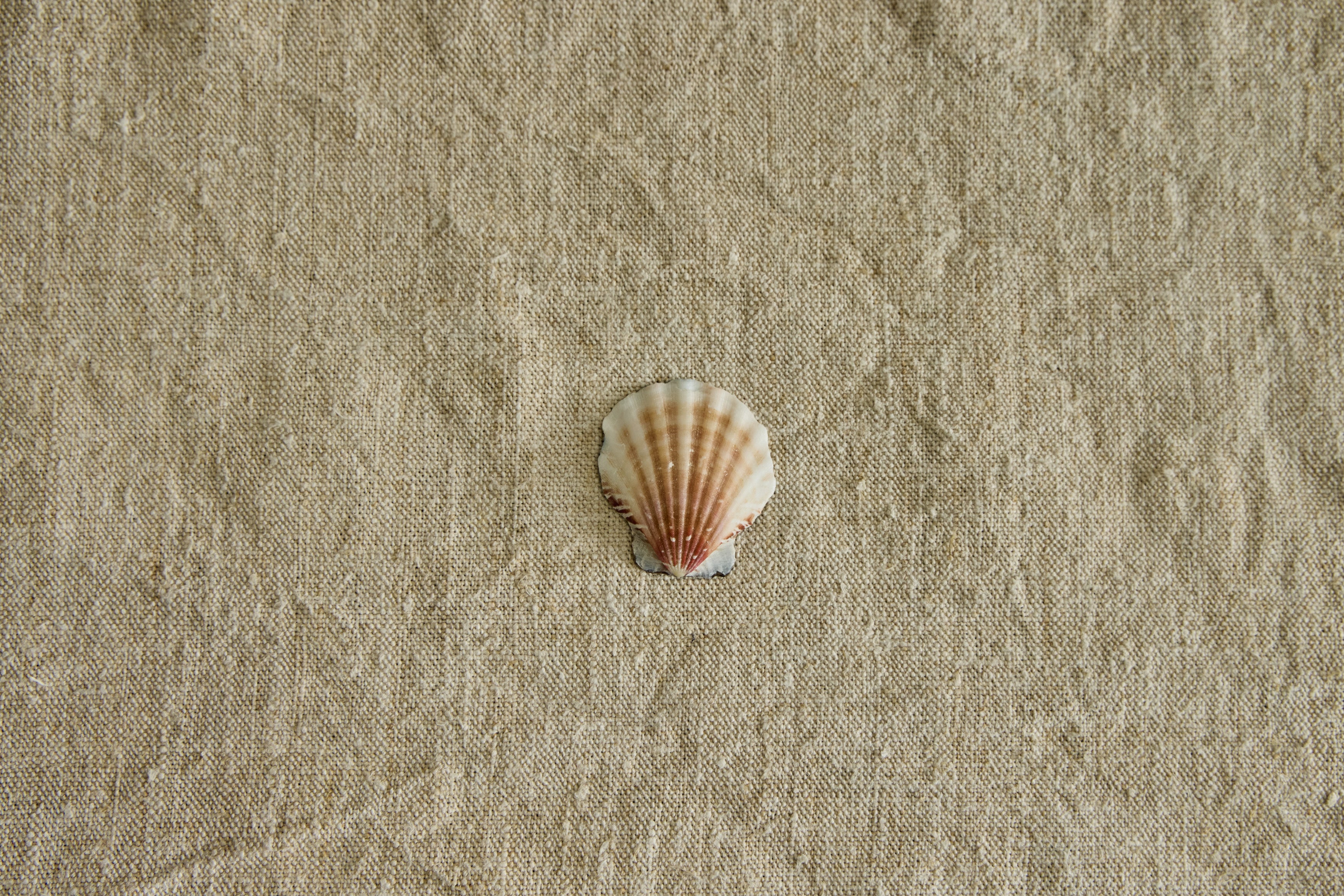 Painted Shell No. 10