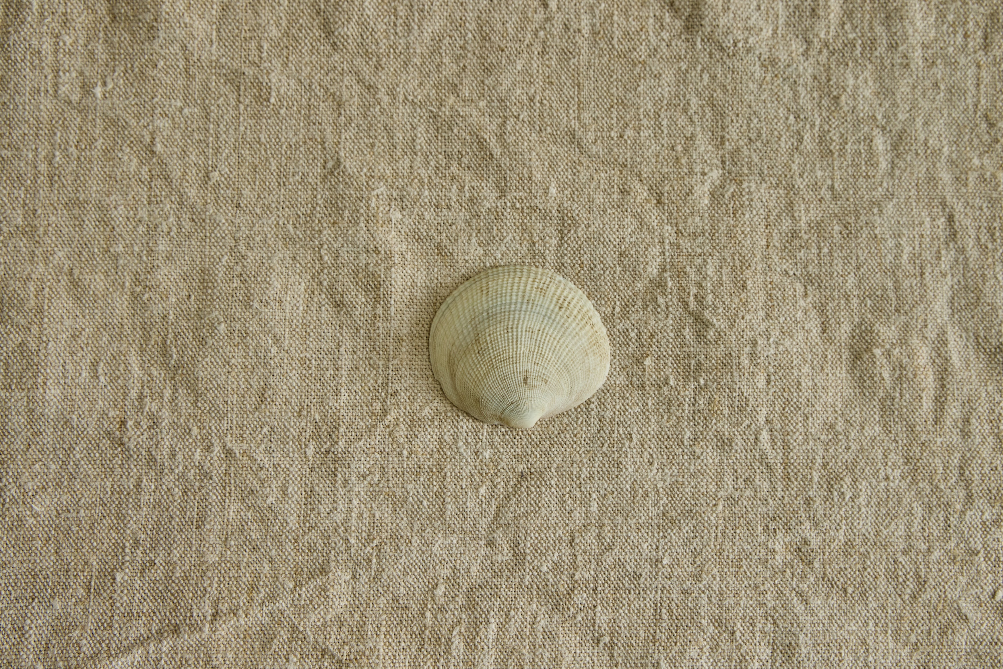 Painted Shell No. 1