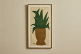 Dracaena Pot