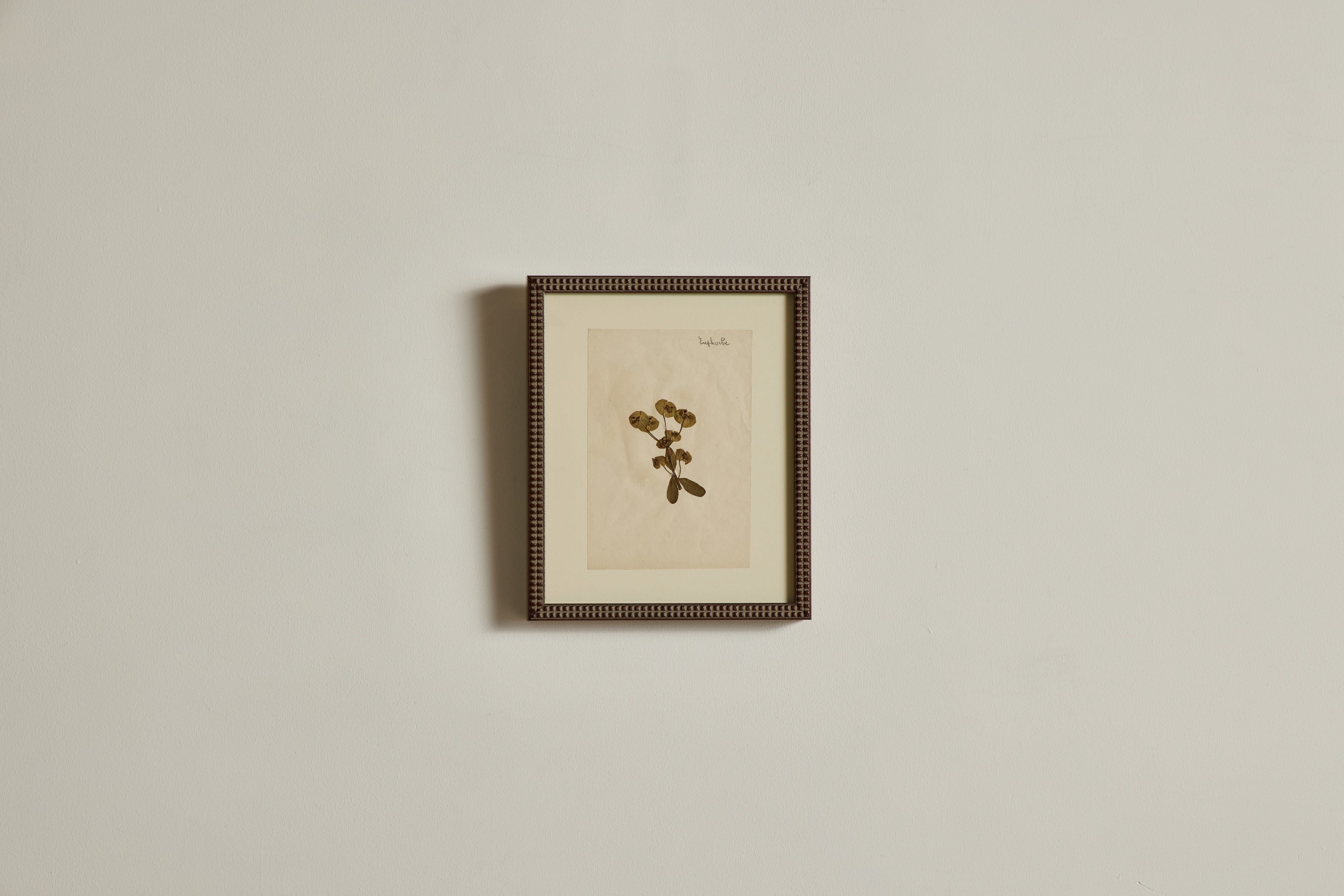 Small Botanical Print No.11