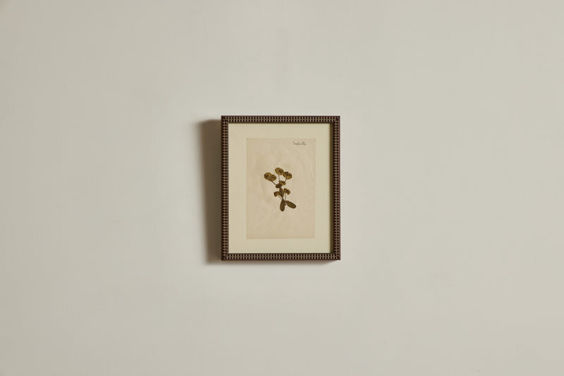 Small Botanical Print No.11