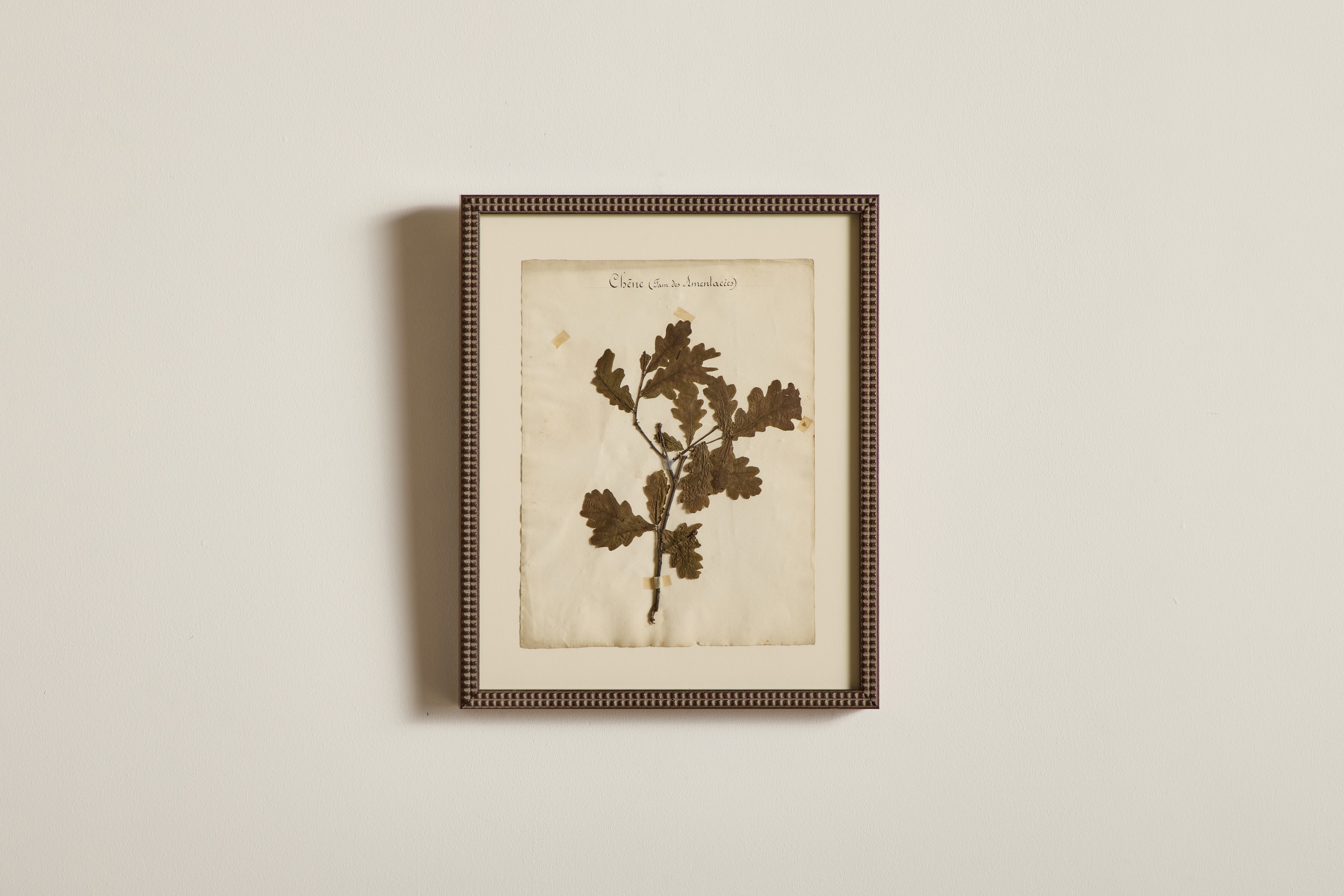 Large Botanical Print No.1