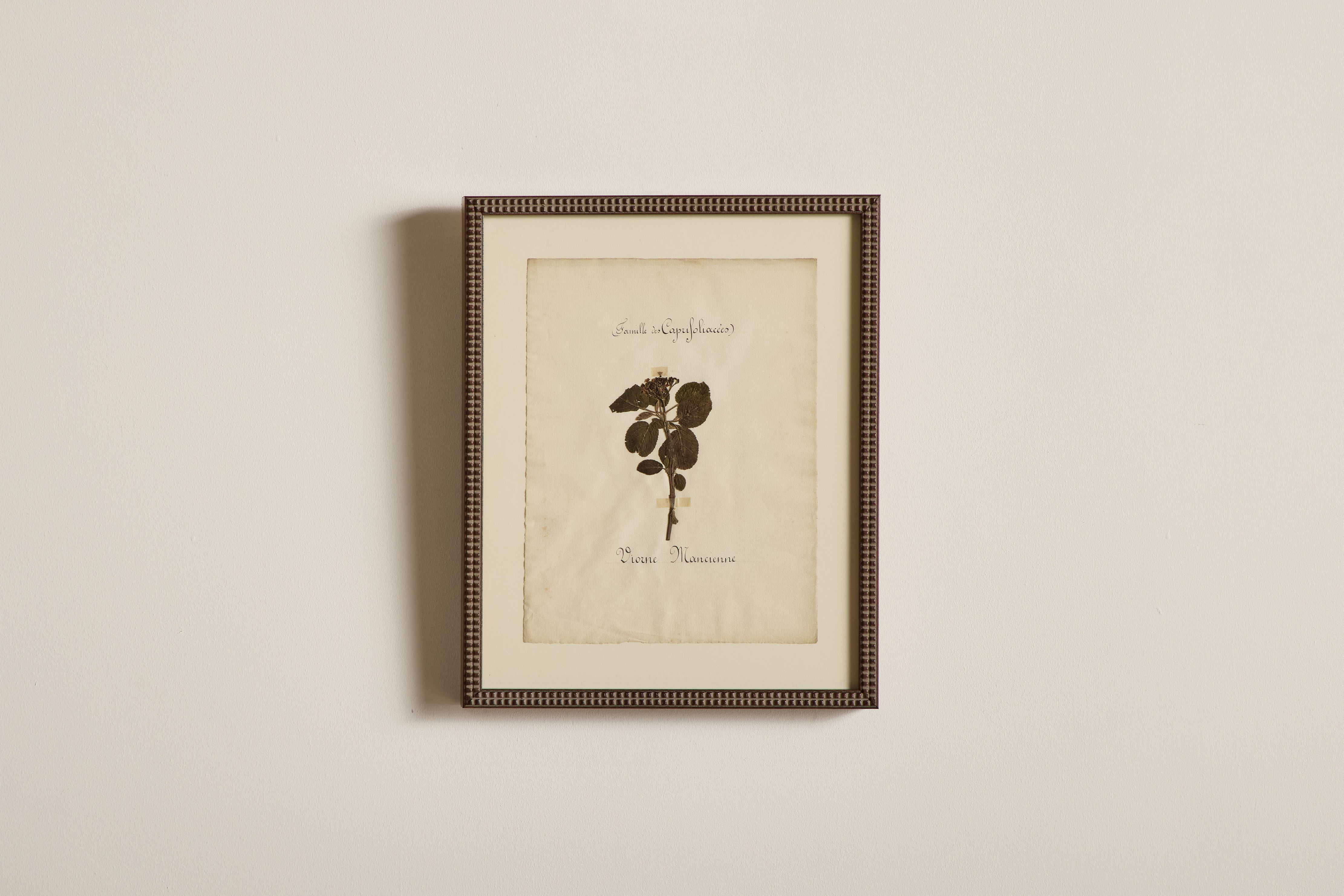 Large Botanical Print No.2