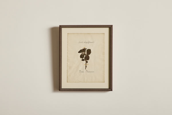 Large Botanical Print No.2