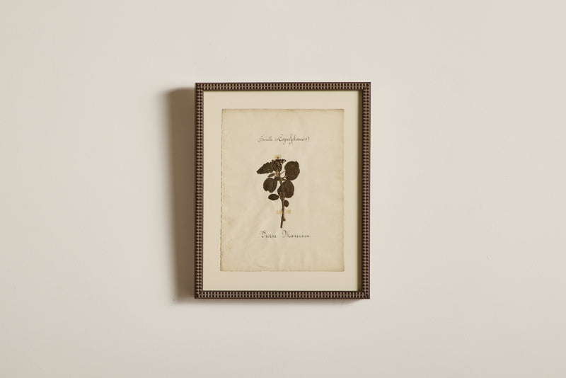 Large Botanical Print No.2