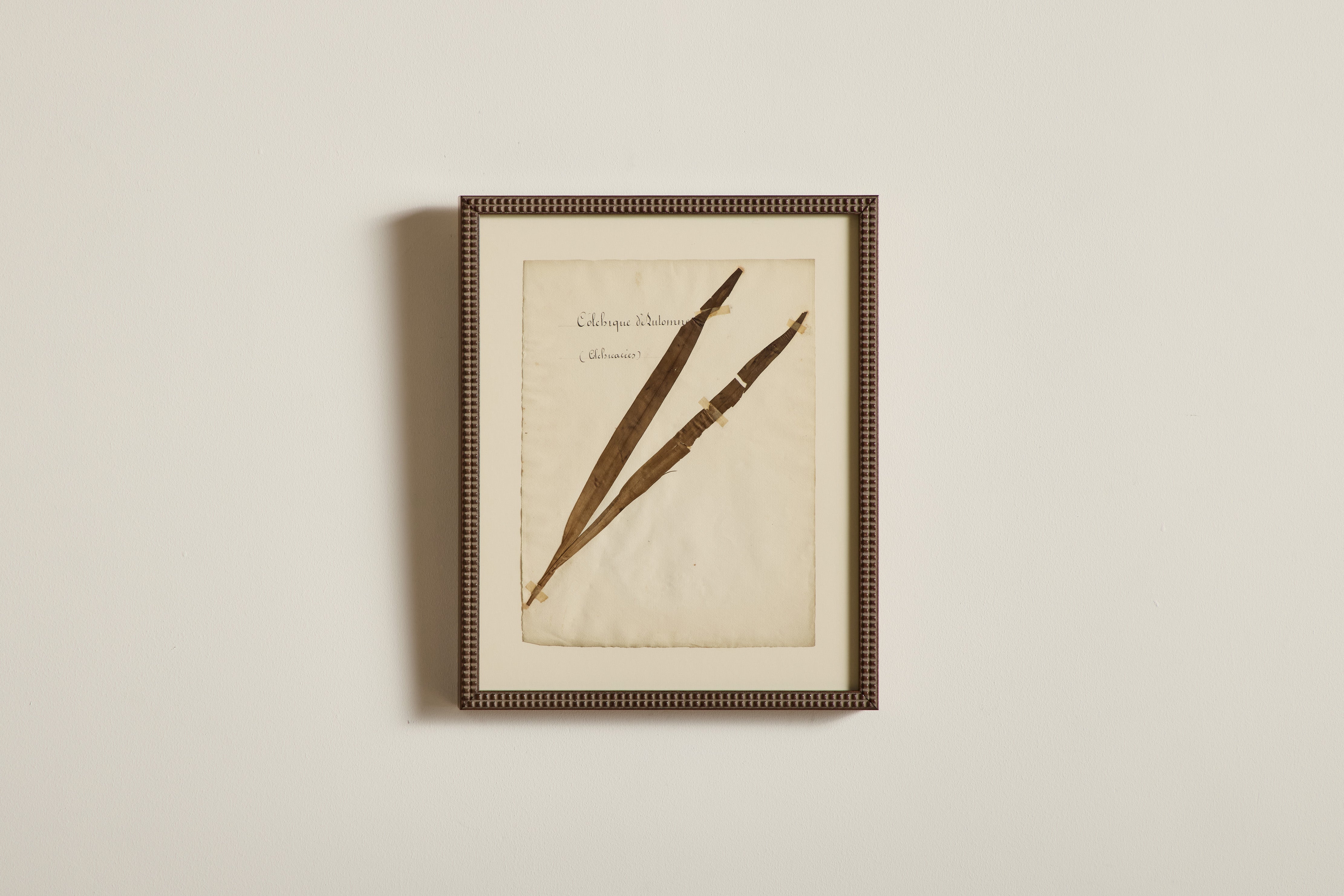 Large Botanical Print No.3