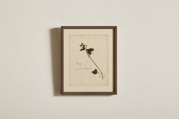 Large Botanical Print No.7