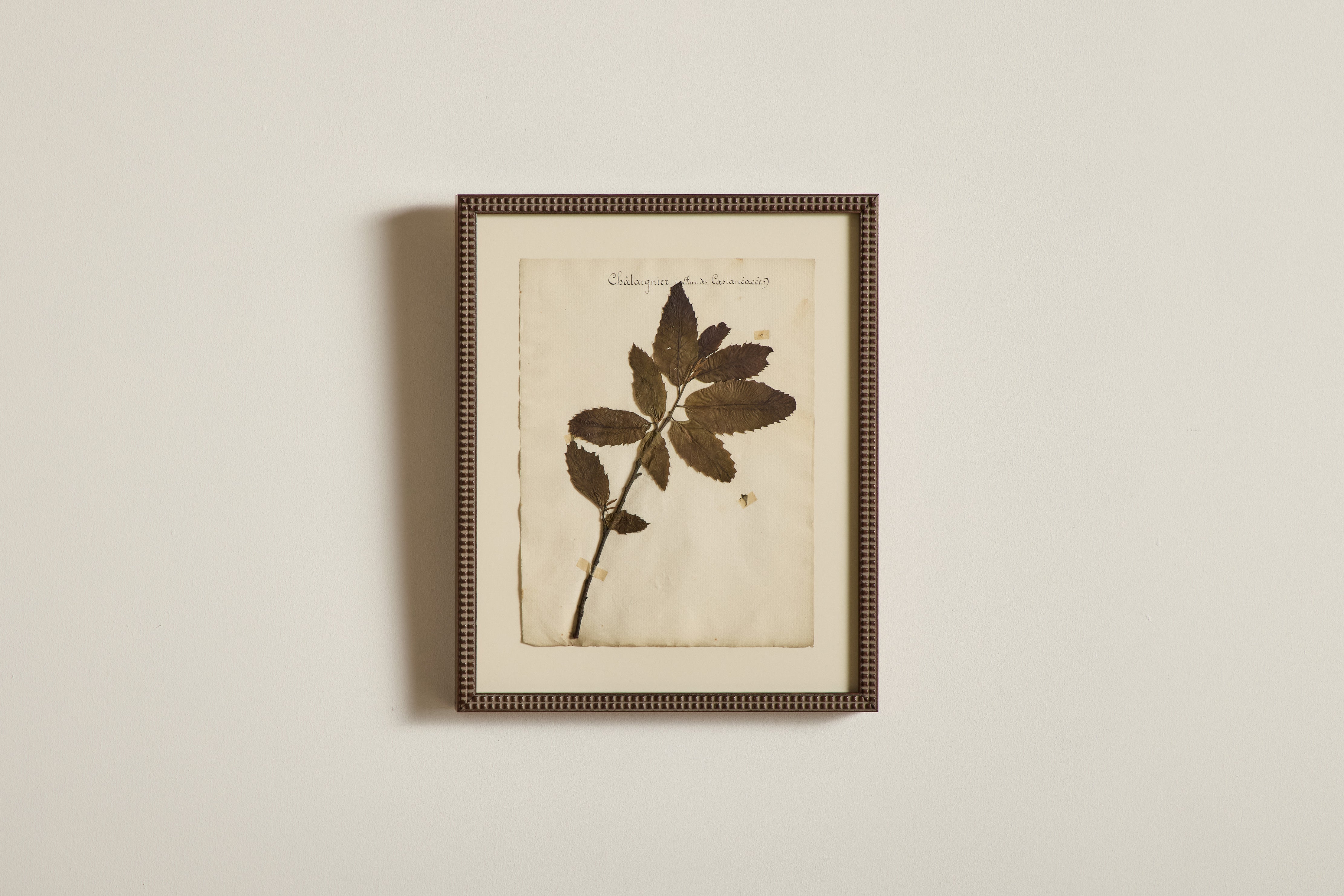 Large Botanical Print No.8