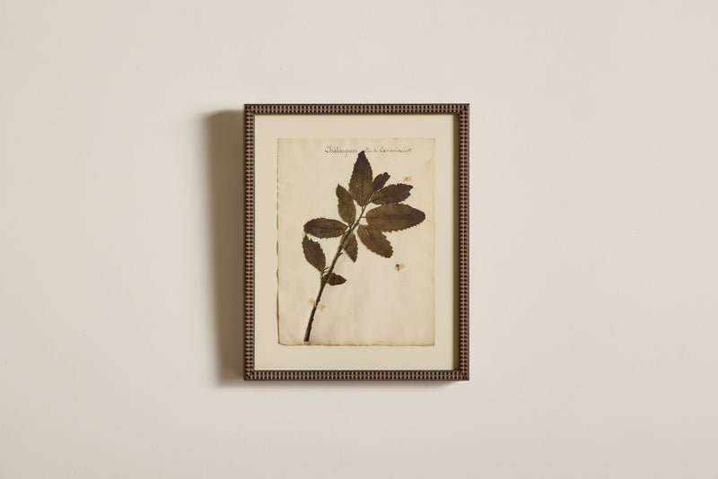 Large Botanical Print No.8