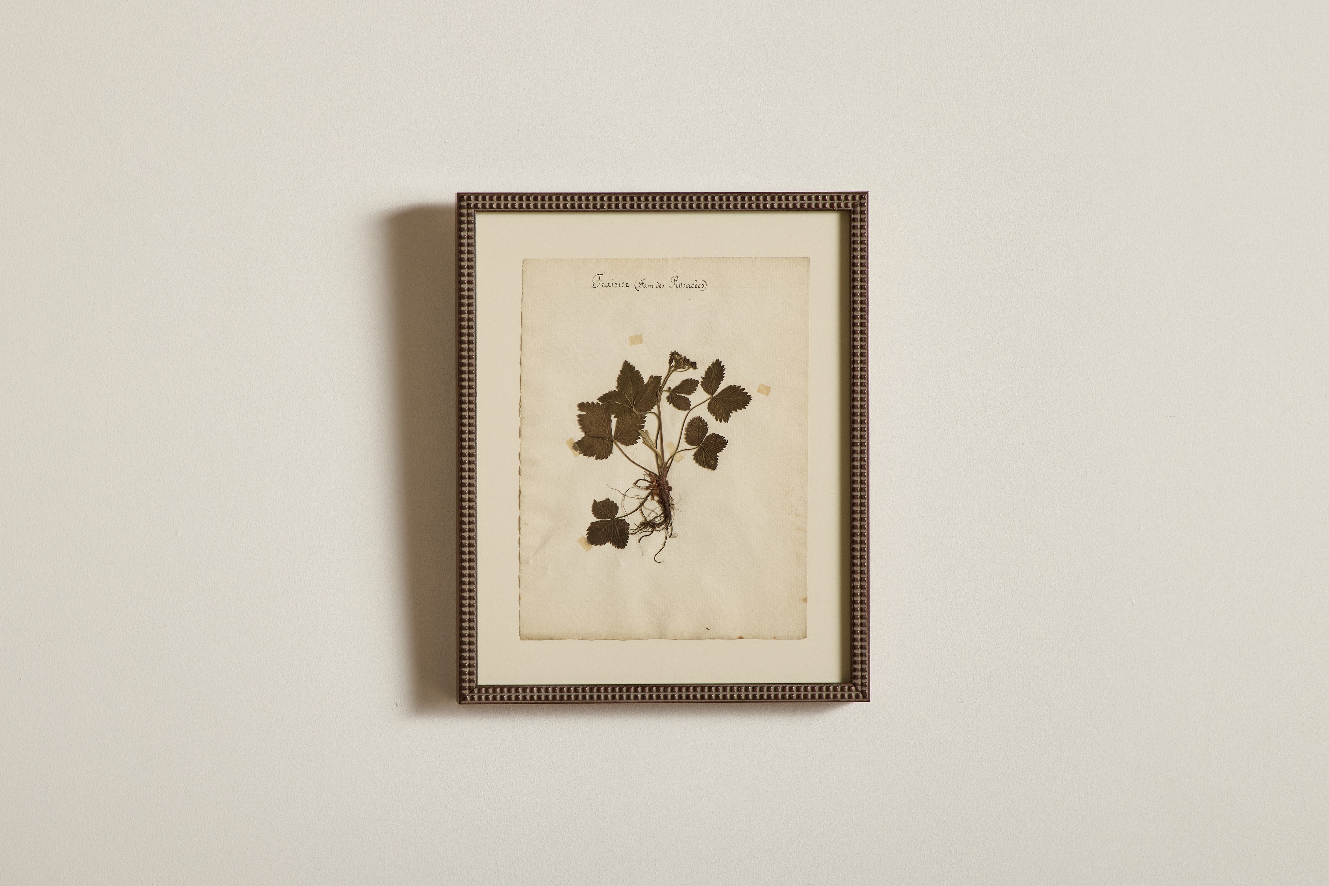 Large Botanical Print No.9