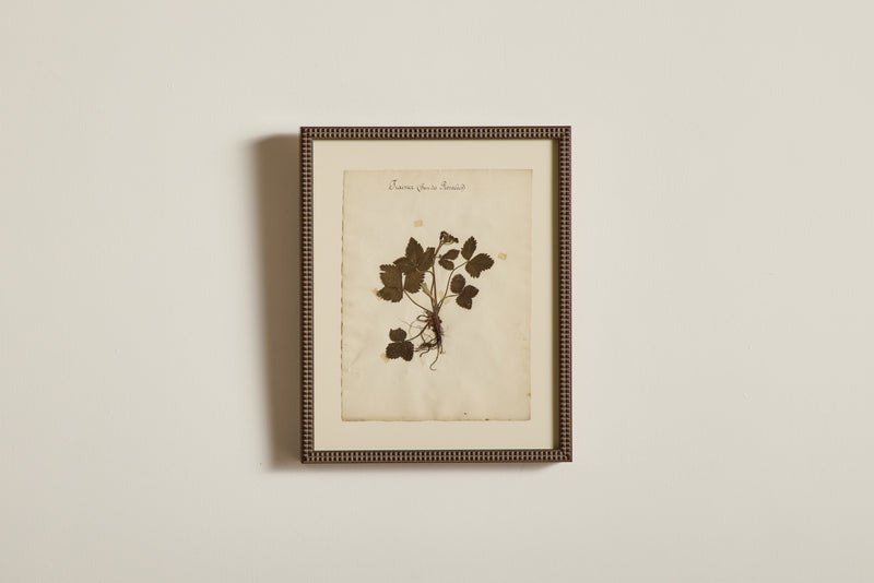Large Botanical Print No.9