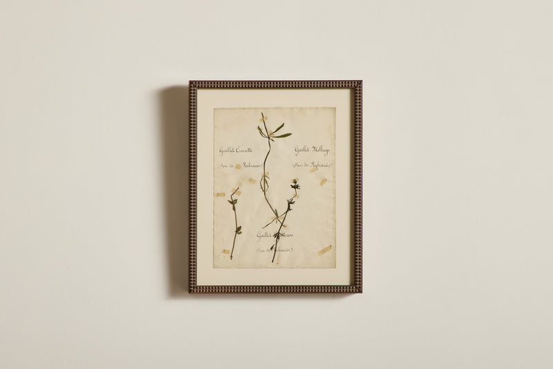 Large Botanical Print No. 11