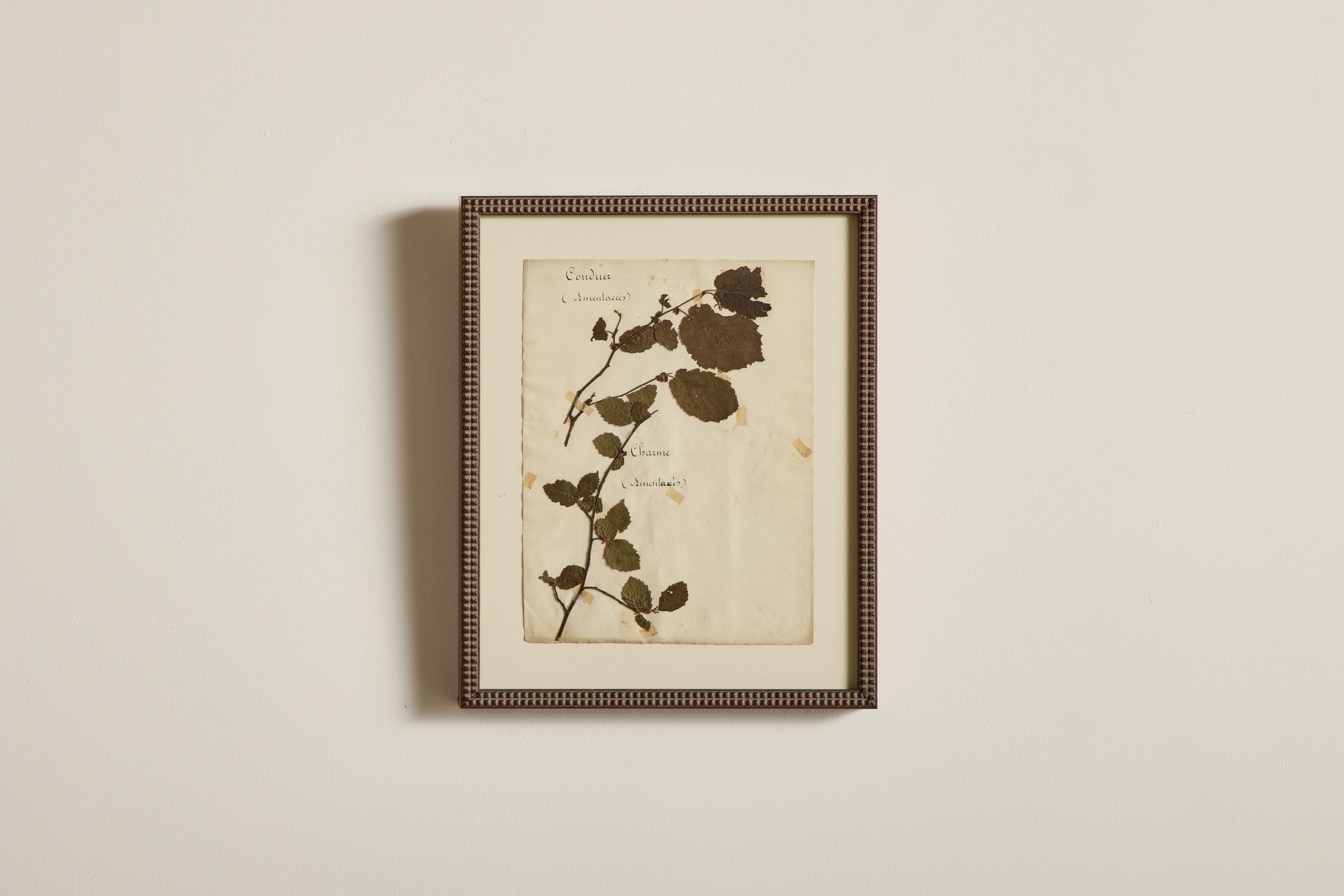 Large Botanical Print No.12