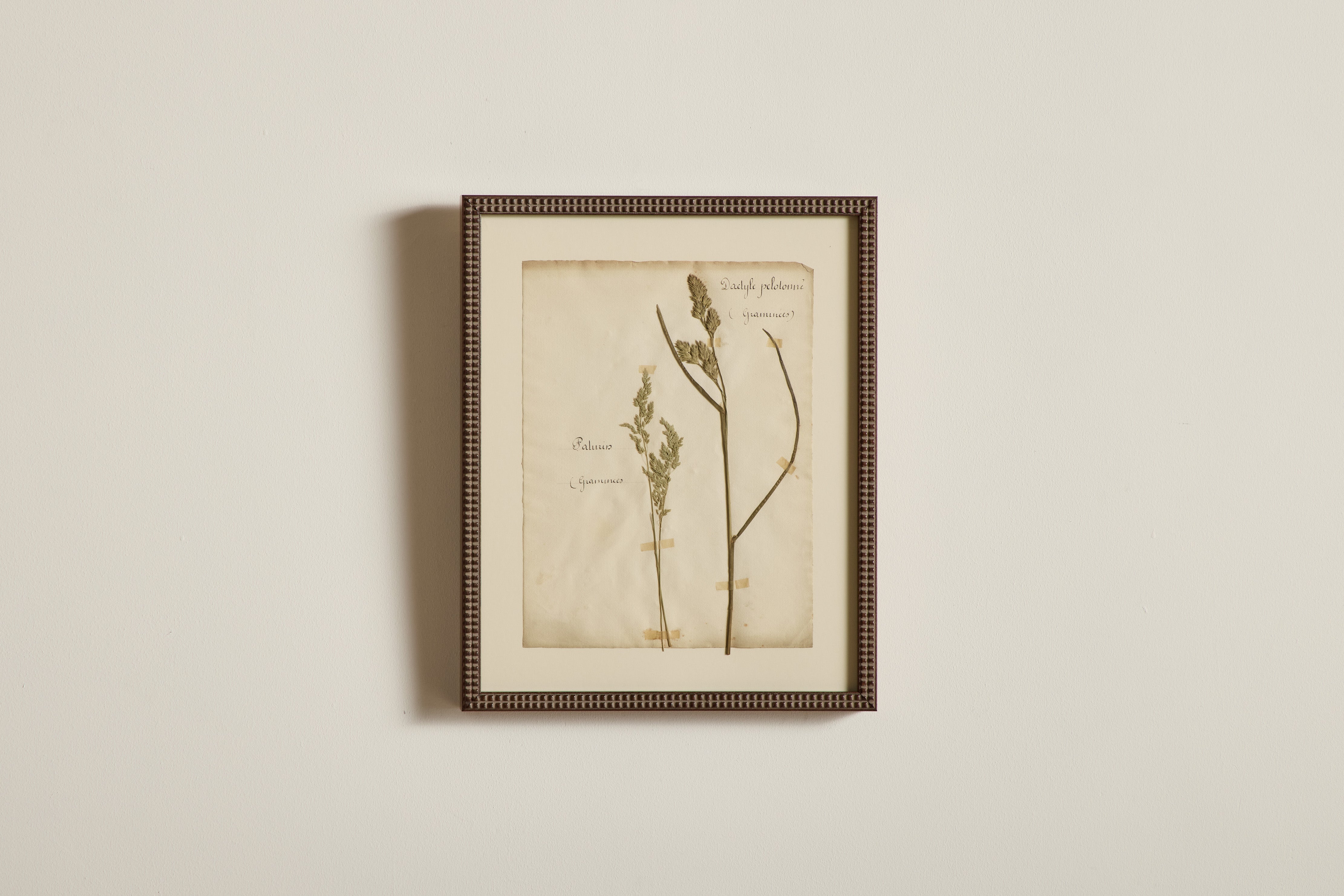 Large Botanical Print No.13