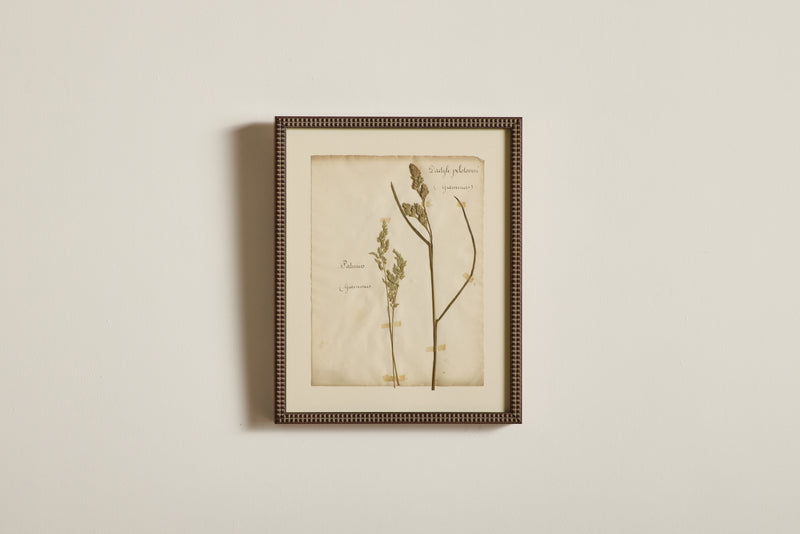 Large Botanical Print No.13