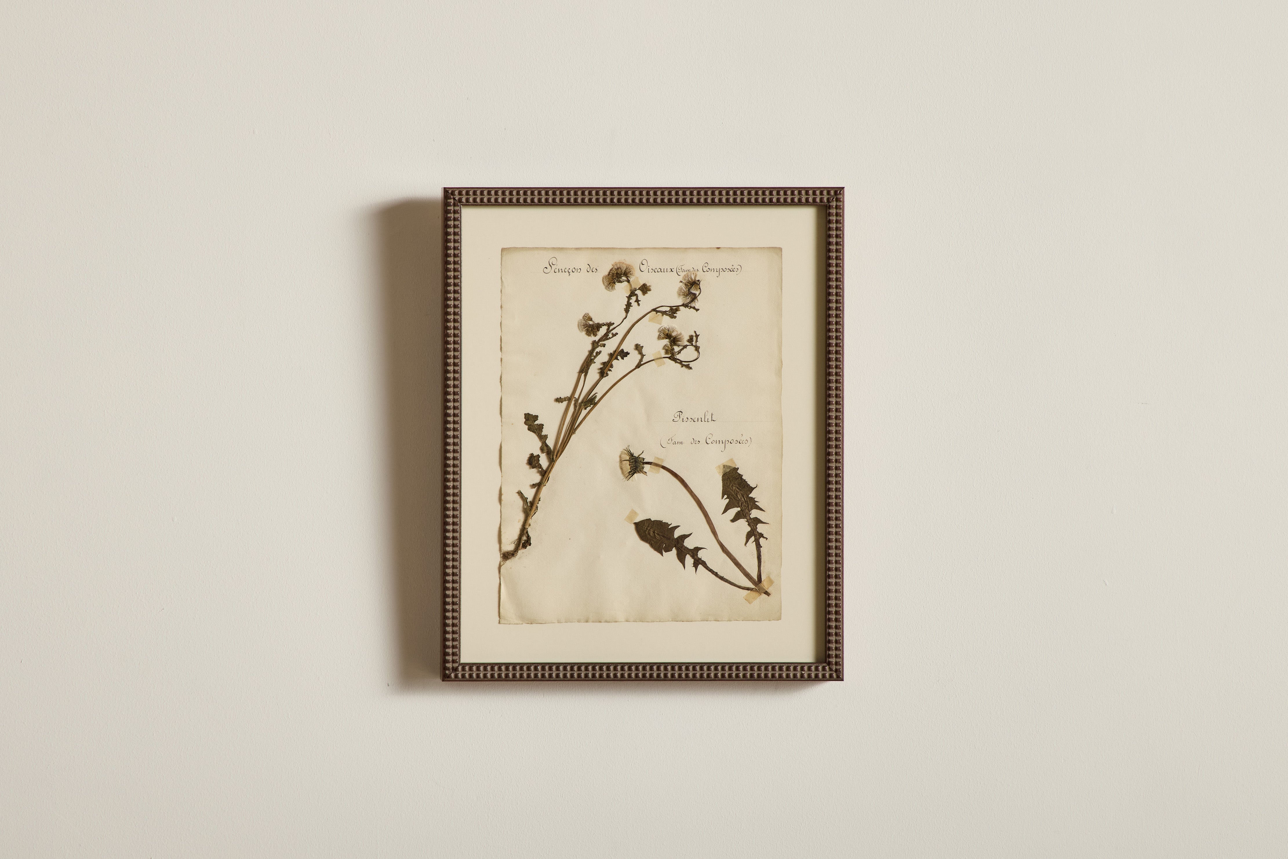 Large Botanical Print No.16