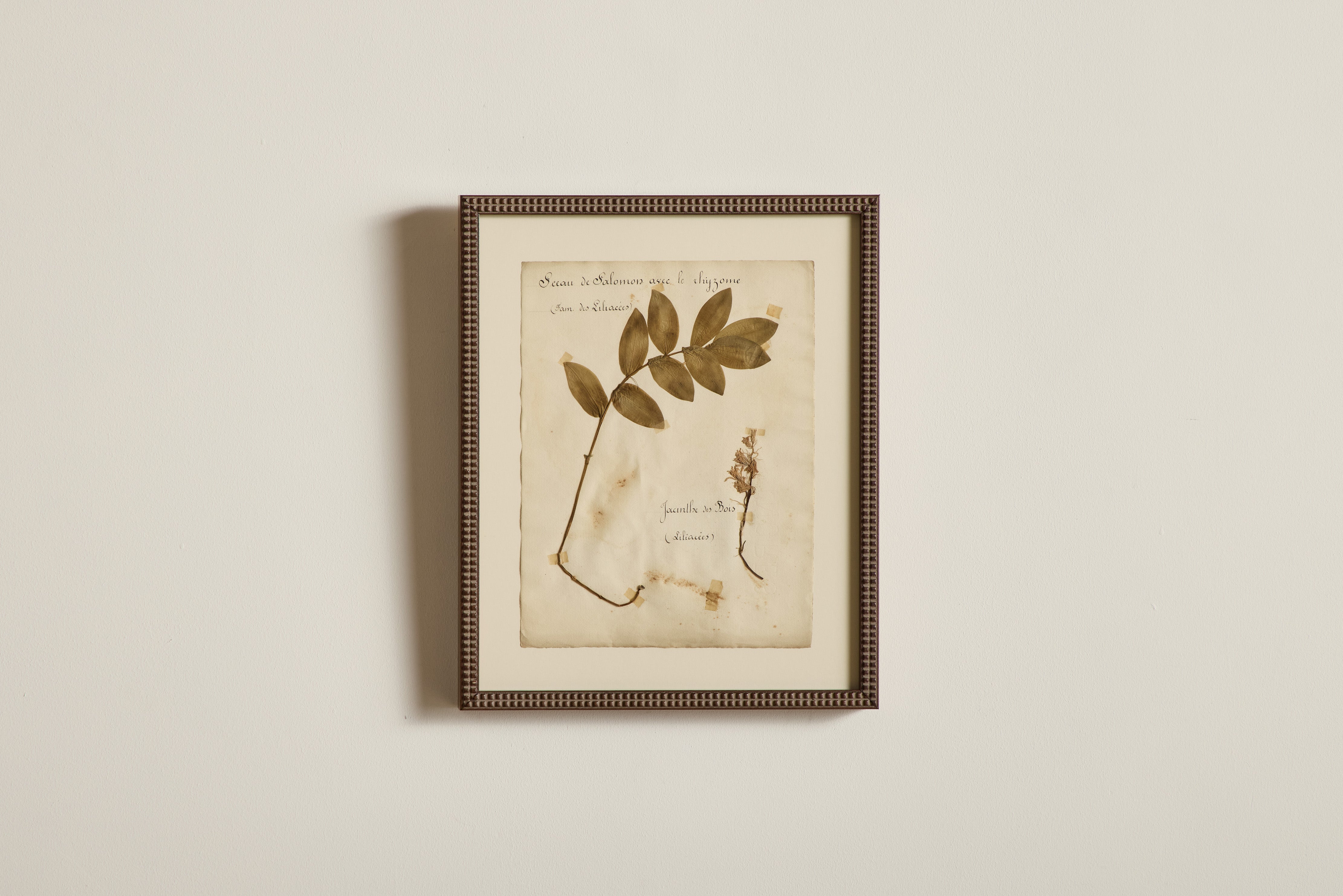 Large Botanical Print No.17