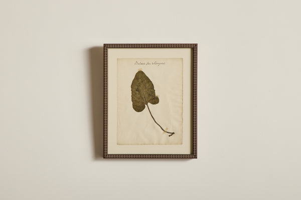 Large Botanical Print No.19