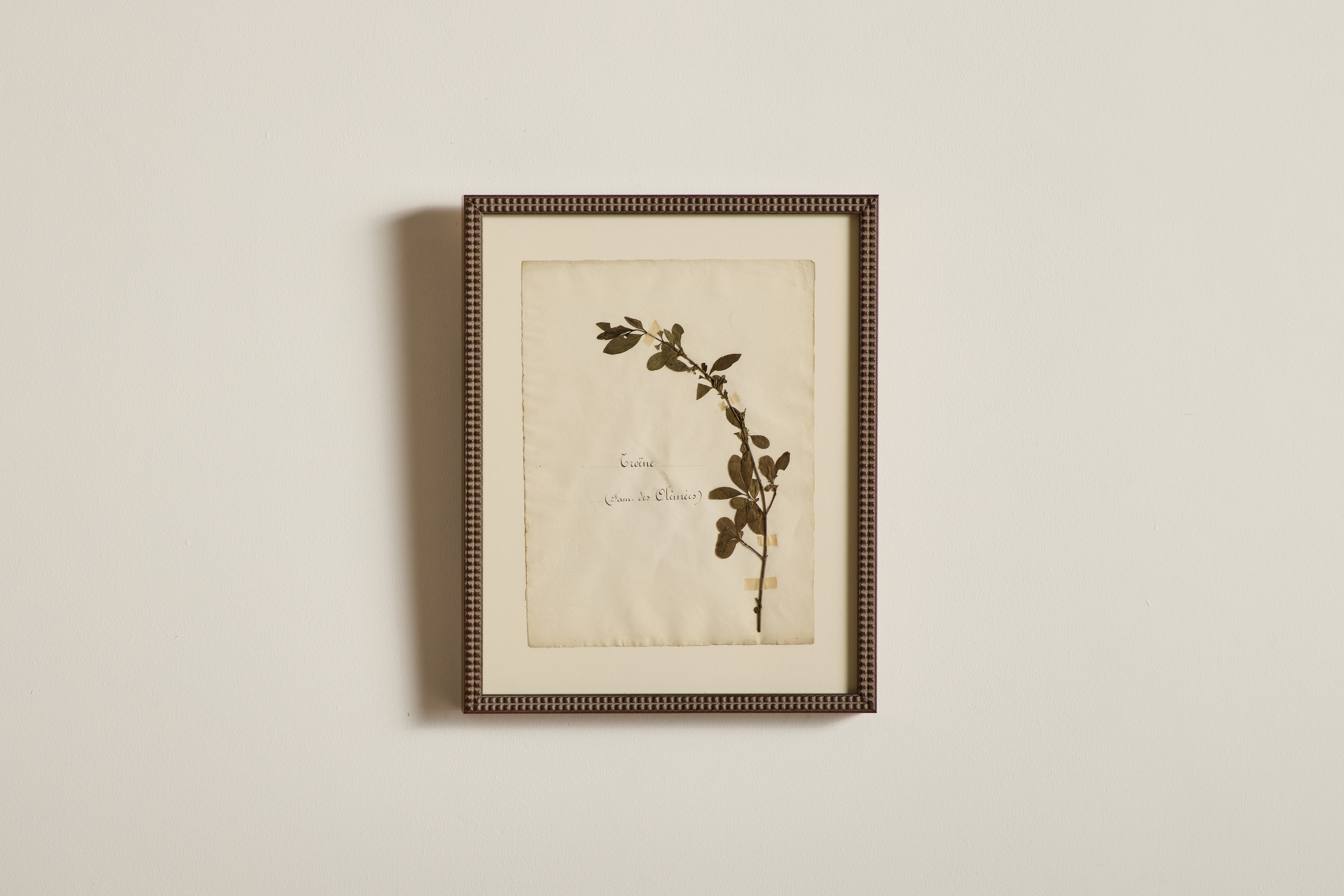 Large Botanical Print No.20