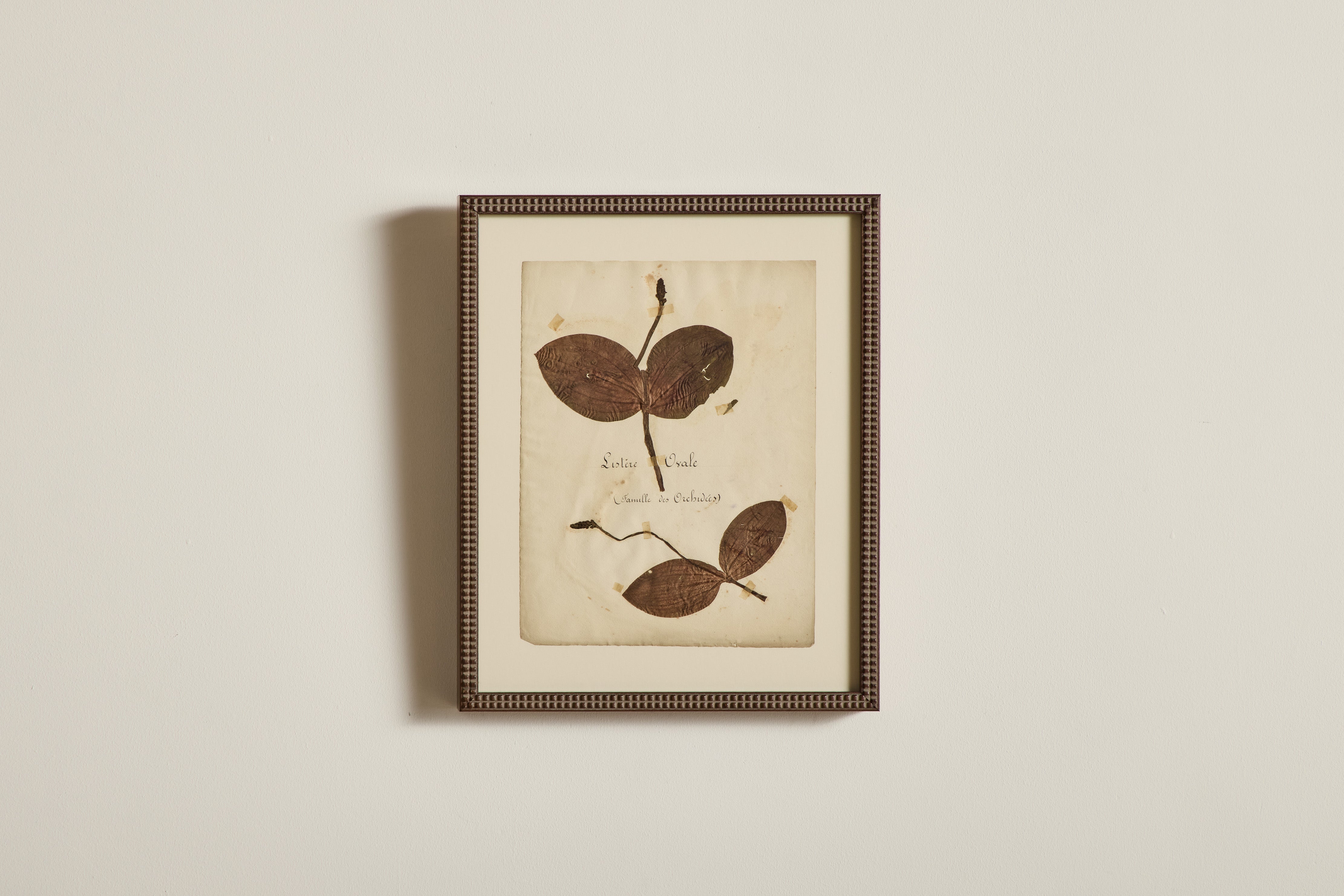 Large Botanical Print No.21