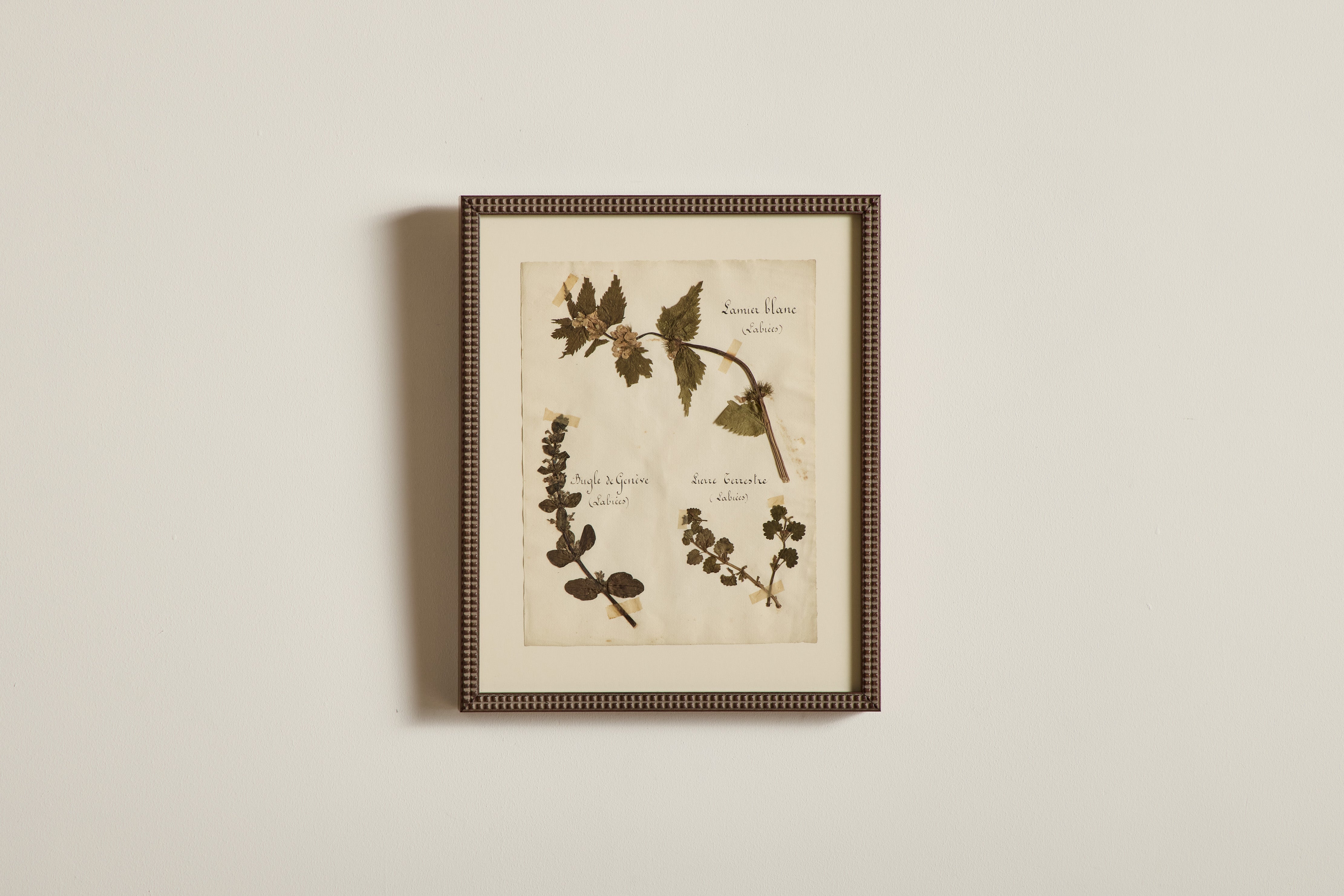 Large Botanical Print No.23