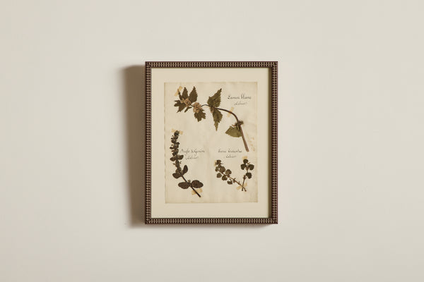 Large Botanical Print No.23