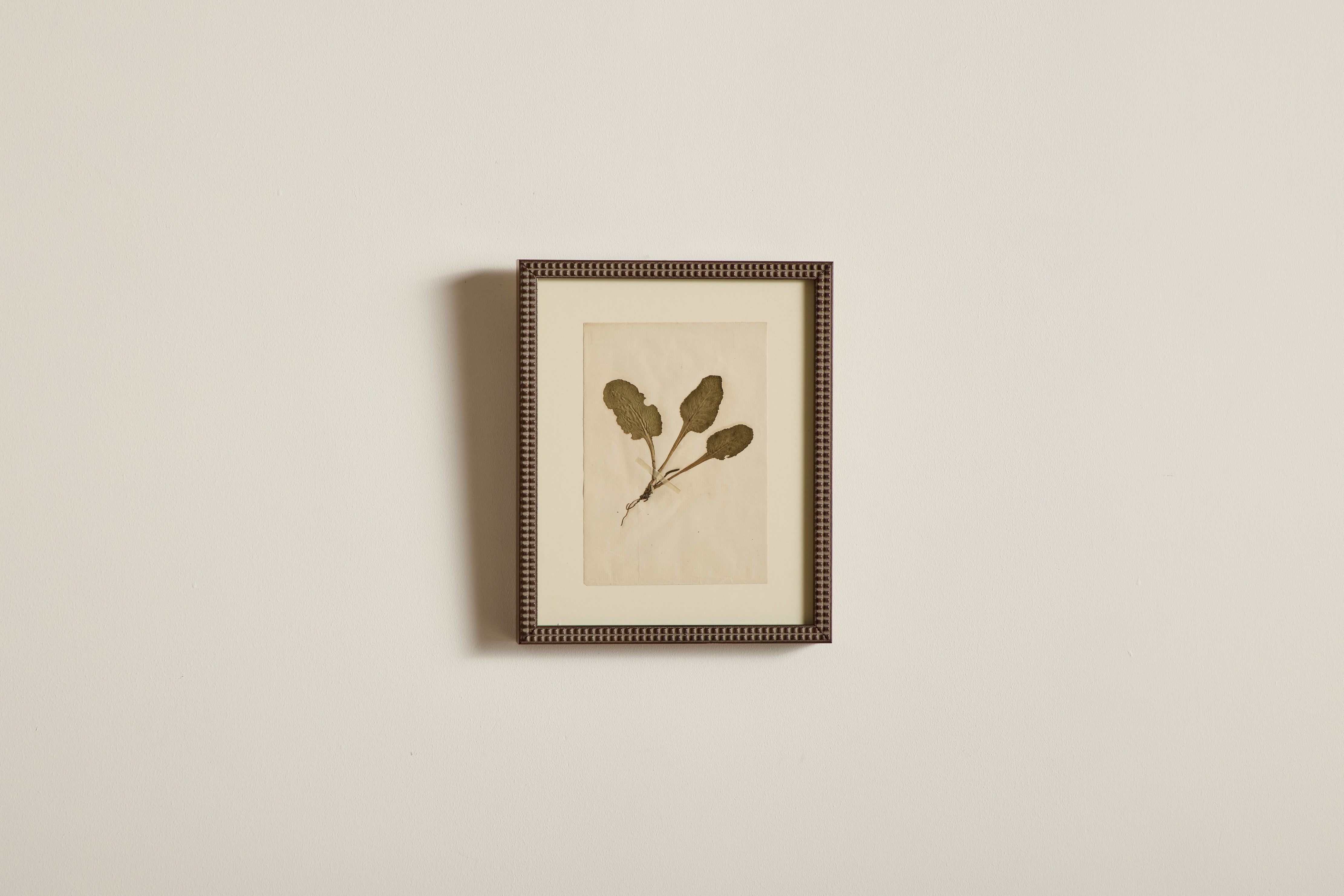 Small Botanical Print No.8