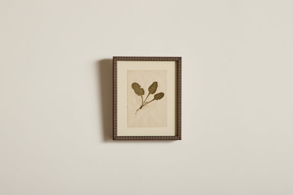 Small Botanical Print No.8