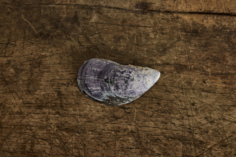 Painted Shell 3