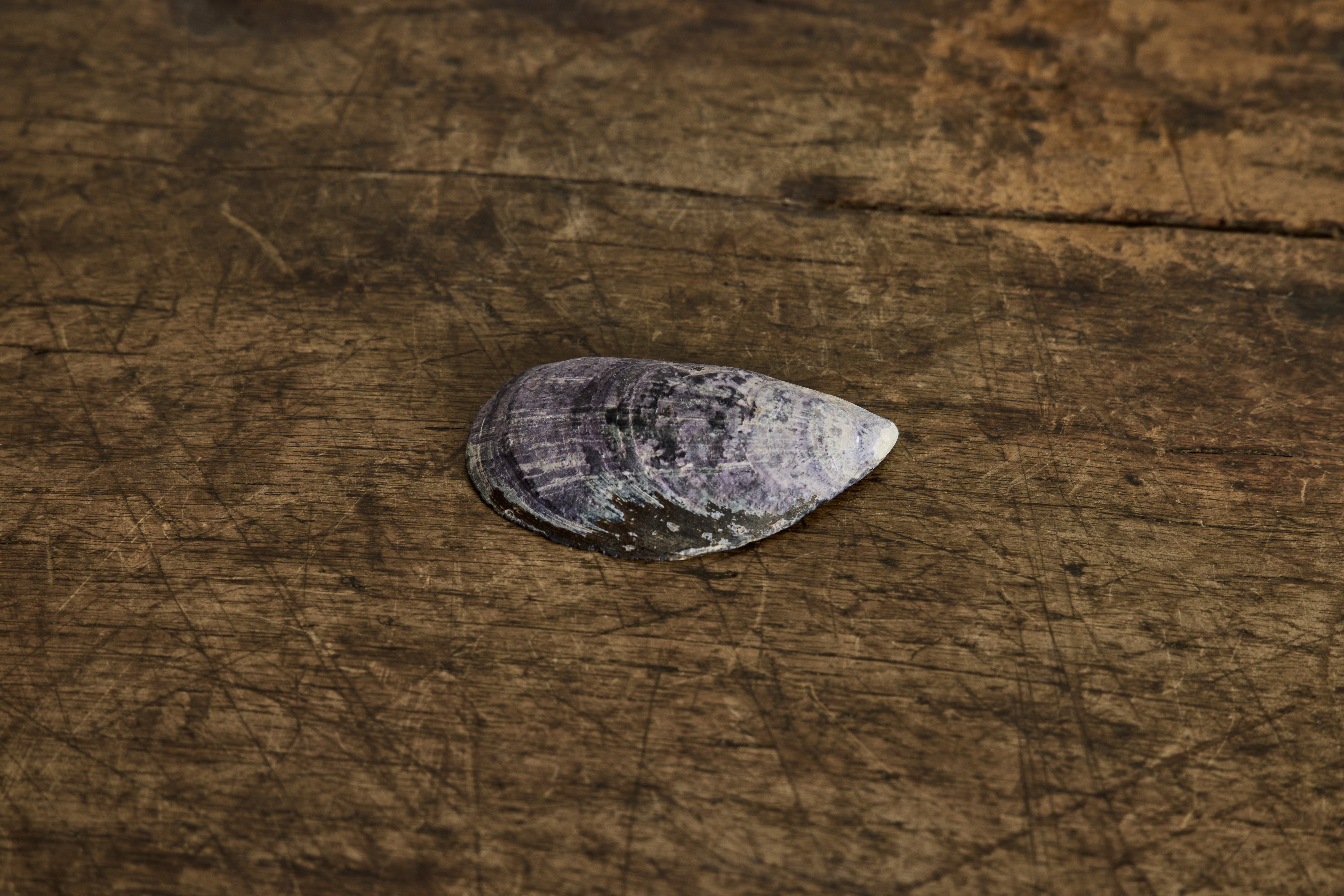 Painted Shell 3