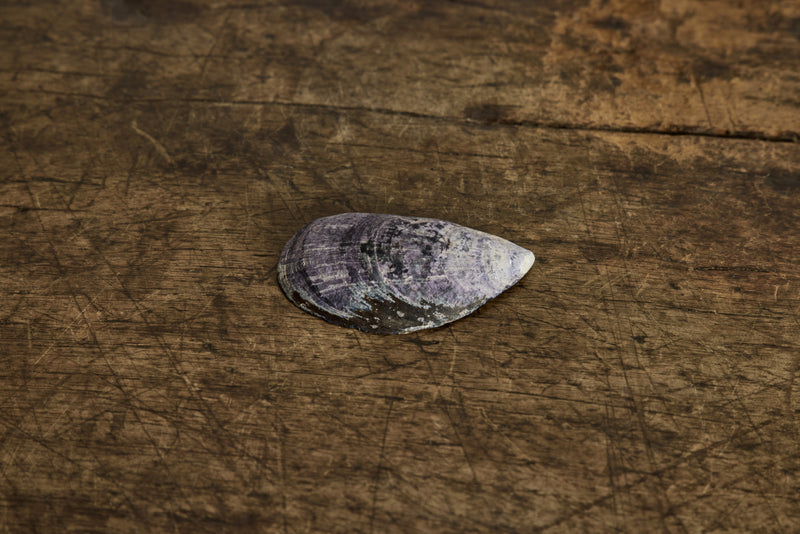 Painted Shell 3