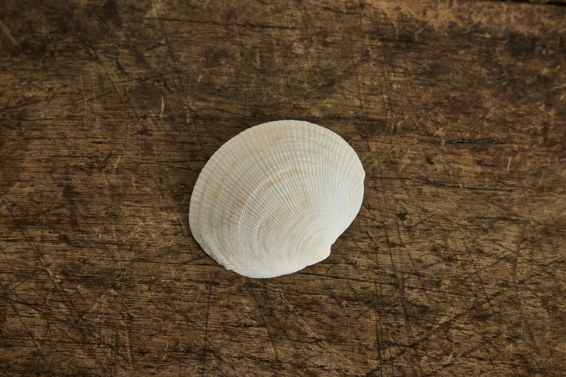 Painted Shell 2