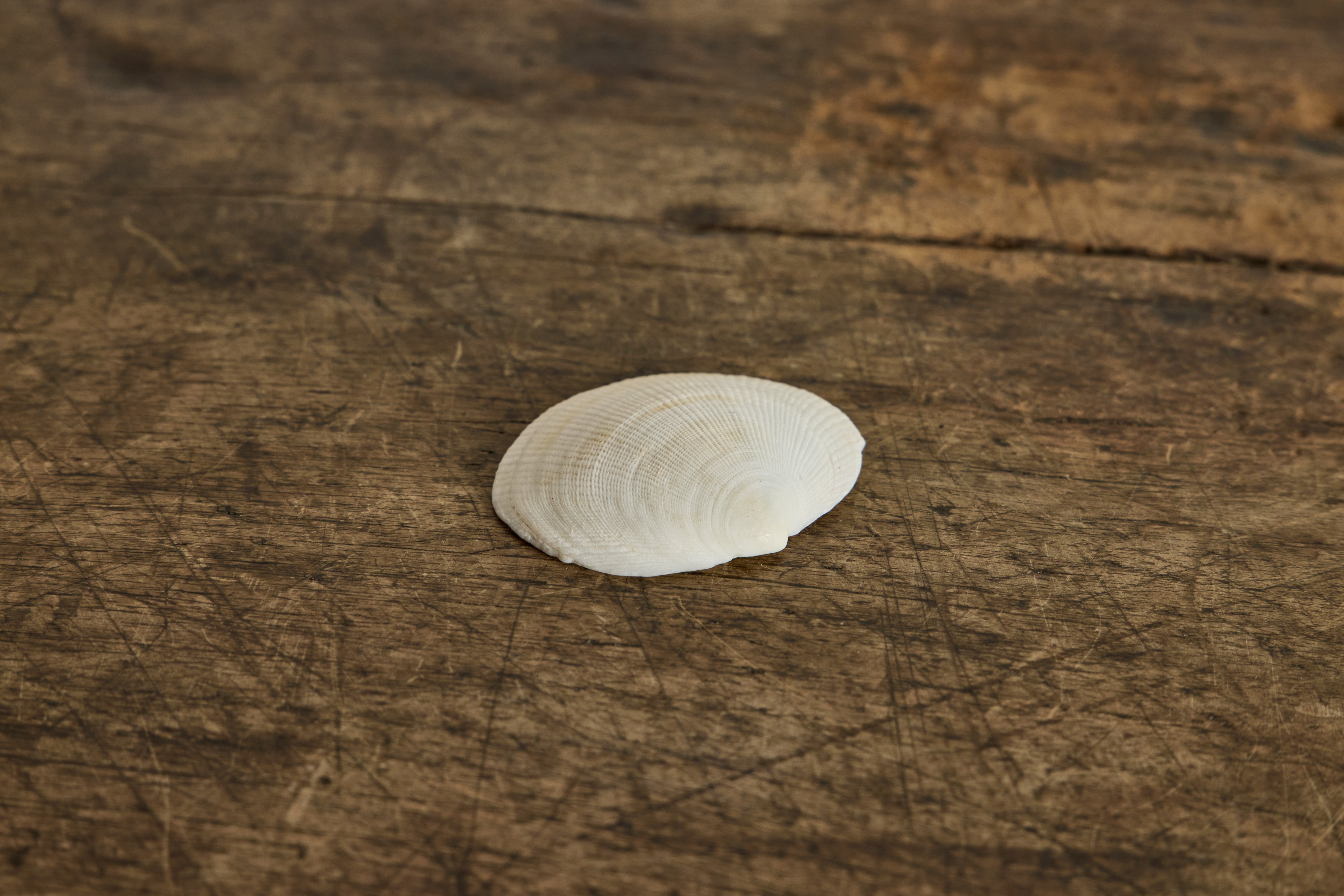Painted Shell 2