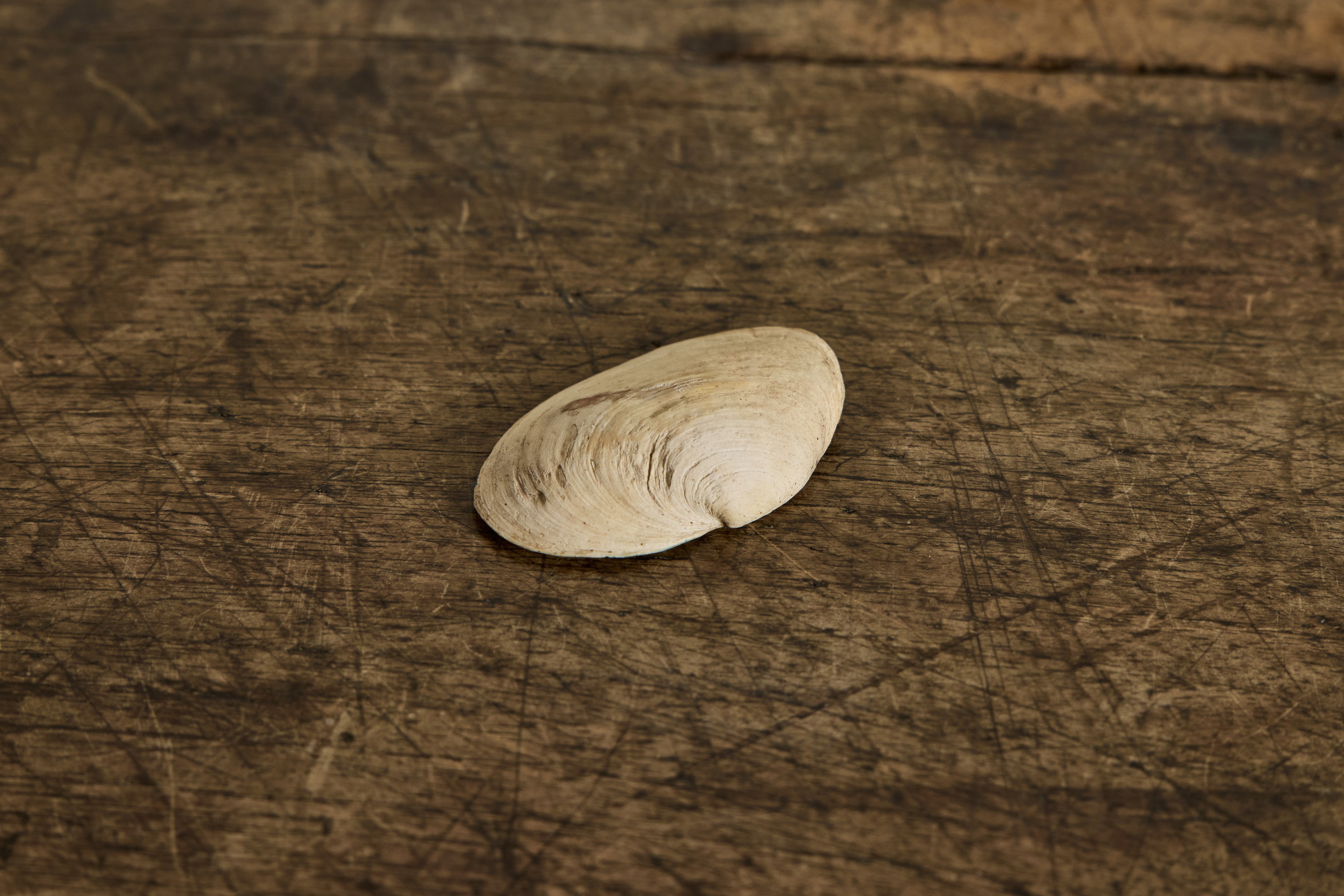Painted Shell 1