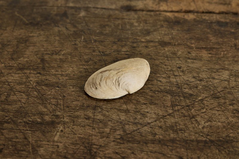 Painted Shell 1