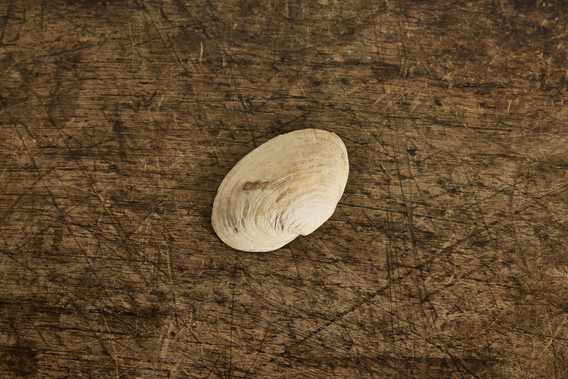 Painted Shell 1