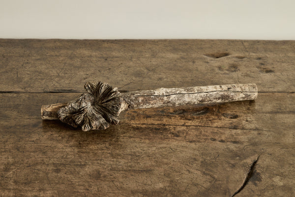 Tree Fungus Blossom No.4