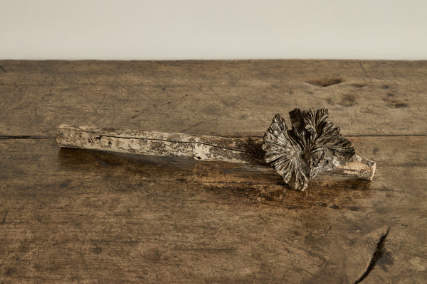 Tree Fungus Blossom No.4