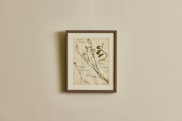 Large Botanical Print No. 26